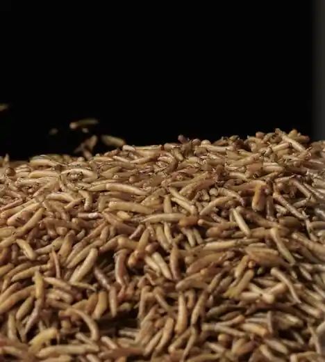 Black soldier fly larvae used in bioconversion technology